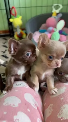 Chihuahua yavrusu