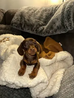 chiots teckel mâles et femelles affectueux à adopter