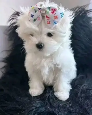 Precious Maltese Puppies Available Now