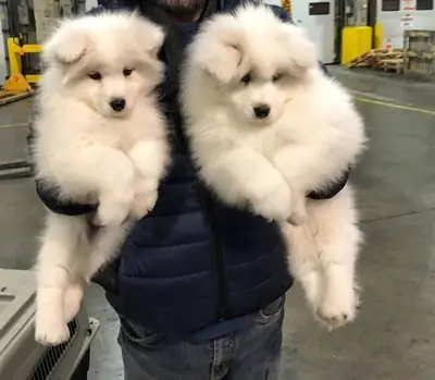 美丽的萨摩耶犬寻找永远爱他们的人