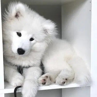 迷人的萨摩耶幼犬寻找一个家