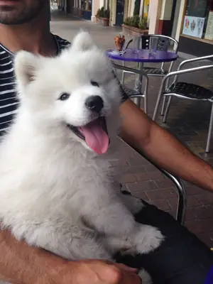 Cachorros Samoyedo esperando la oportunidad de tener un hogar feliz