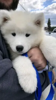 Sorumlu aileler için mevcut güzel Samoyed bebekleri