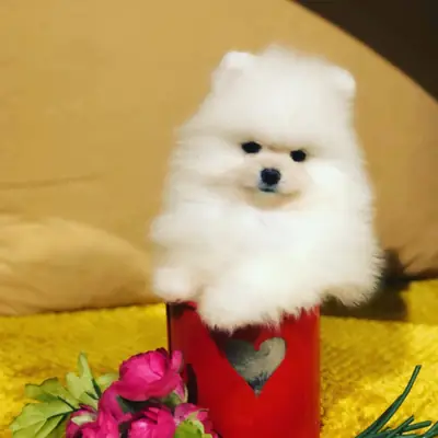 Щенки Помераний
