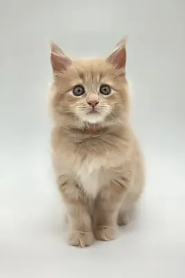 Kasko Readily Available Now To Go Home For Adoption