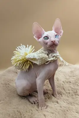 Bambino Sphynx Cat