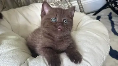 Gatito British Shorthair Chocolate