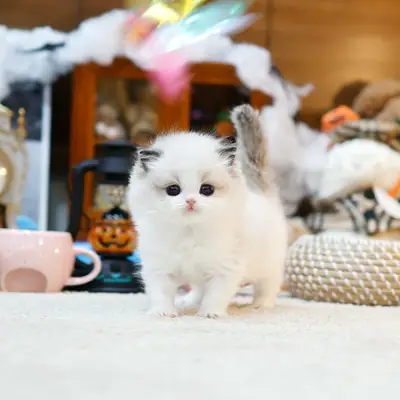 Sevimli Munchkin Kedisi Sahiplendirme