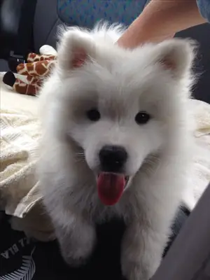 Hermosos cachorros Samoyedo buscan un hogar lleno de cariño