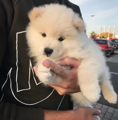 在西班牙和欧洲可提供迷人性格的萨摩耶犬