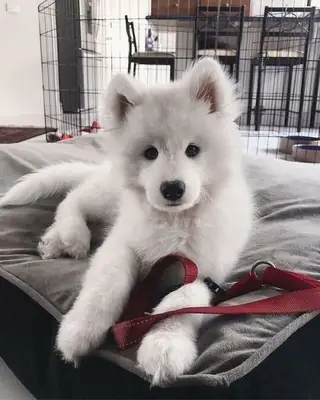 美丽的萨摩耶犬准备为家庭带来快乐