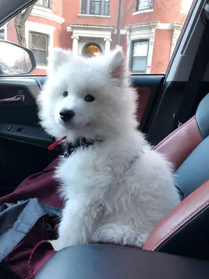 Aile bekleyen sevimli Samoyedler