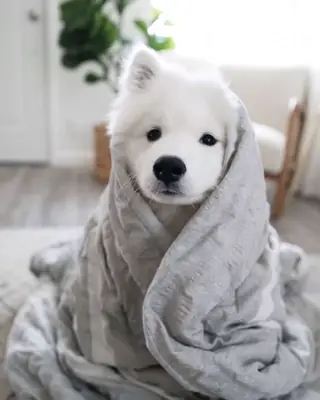 Evlerini bulmak için hazır sevimli Samoyed yavruları