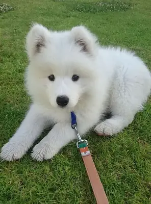 Encantadores Samoyedos preparados para formar parte de tu familia