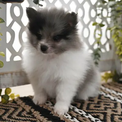 Fluffy Pomeranian (IRISH)