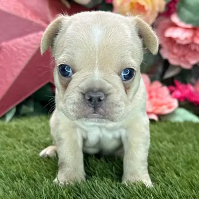 Stunning French Bulldog