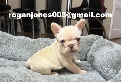 Harika Fransız bulldogları yeni bir yuva arıyor