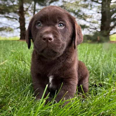 Chocolate Golden Retriever Pup