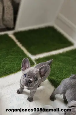Sevimli Fransız Bulldog yavruları mevcut