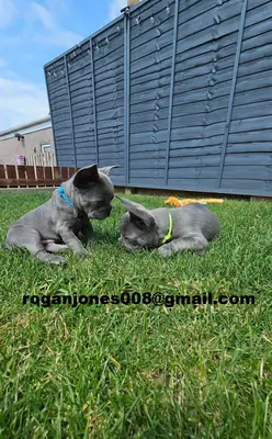 优质蓝色法国斗牛犬幼犬。