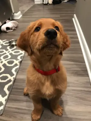Golden-Retriever-Welpen bereit für ihre Familie für immer
