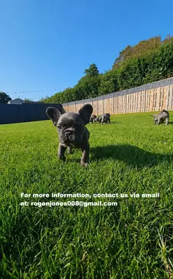 可爱的法国斗牛犬待售