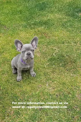 健康的法国斗牛犬幼犬！