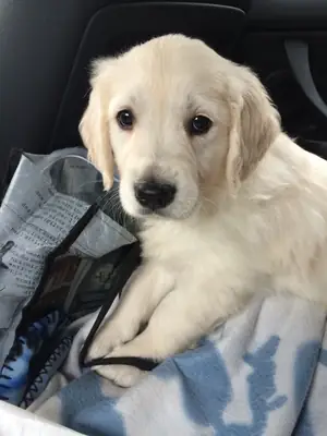 Golden-Retriever-Welpen bereit für das Familienleben