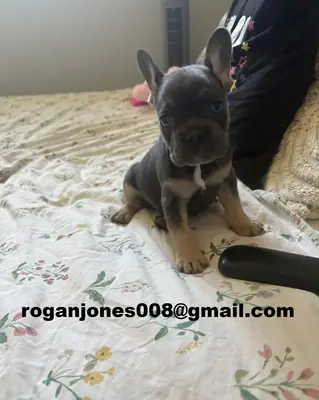 Les plus mignons bulldogs français