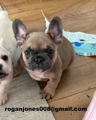 Chiots bulldog français affectueux