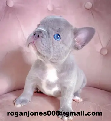 Superbes chiots Bouledogue Français