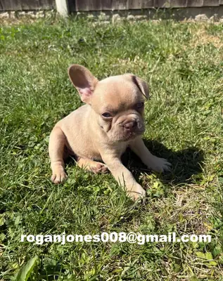 Fantastik Fransız Bulldog Yavruları