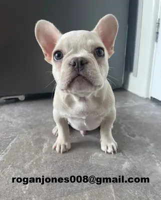 Superbes chiots bulldog français (mâle et femelle) à vendre