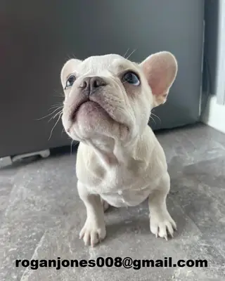 Deux magnifiques chiots bouledogues français
