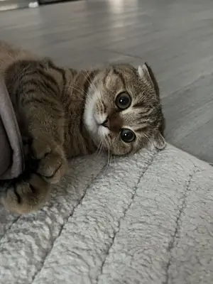 赠送一只Foldex猫咪 | 性格温顺，充满爱心