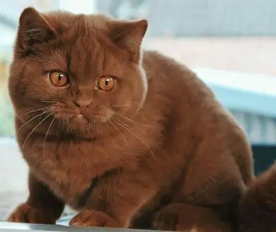 哈瓦那棕猫 | 深情的家猫