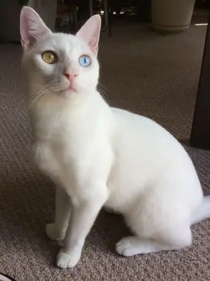 Као Мани в добрые руки | Редкая порода