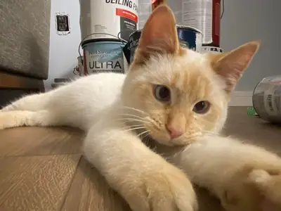 库里尔短尾猫 | 活泼聪明