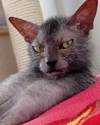 莱科伊得到了很好的照顾 | 一种罕见而聪明的猫