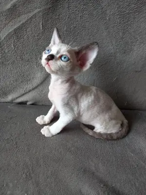 待领养的明斯金猫 | 温顺的家猫