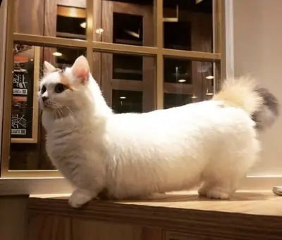 猫咪拿破仑得到了很好的照顾。