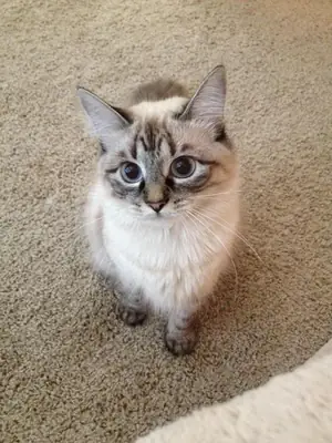 Ojos Azules in good hands | Blue eyes