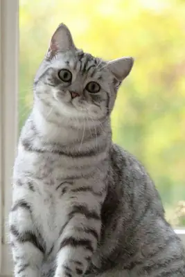 Domestic shorthair cat for sale