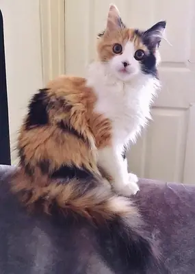 Domestic longhair cat for sale