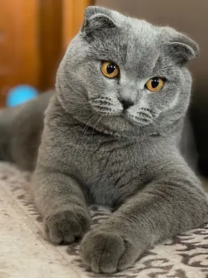 British Shorthair cat for sale