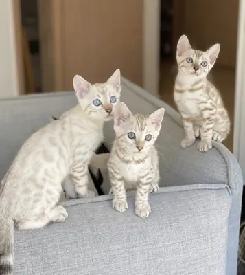 chatons bengals