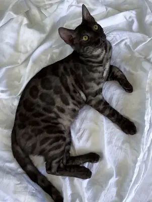 Chat Bengal