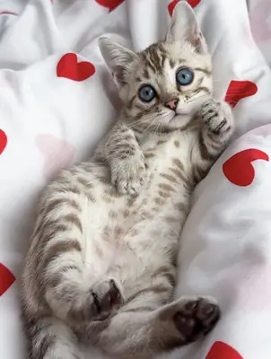 Gatitos bengalíes