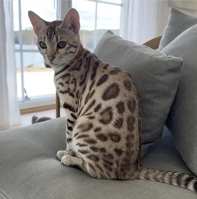 şirin Bengal kedisi