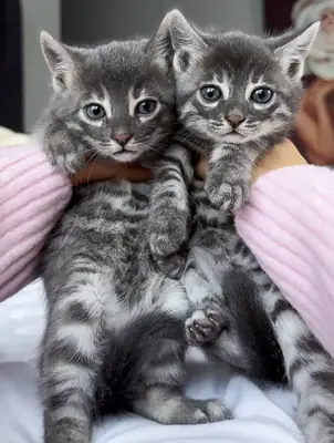 Küçük minileoparlar daire arıyor.